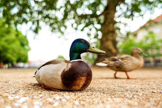 Duck living in a city park Duck portrait