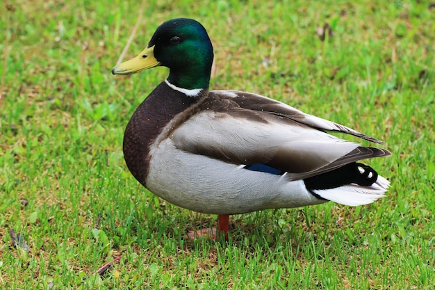 Duck male closeup on the background of green grass of the meadow