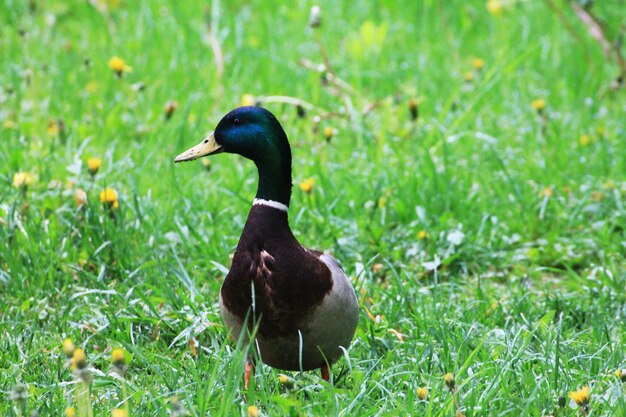 Duck male stretched out his neck and looking for food