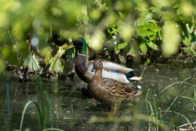 Photo duck on a pond