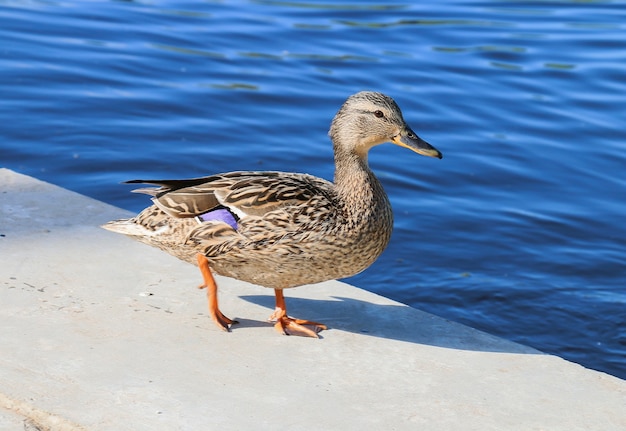 Photo duck on the riverside