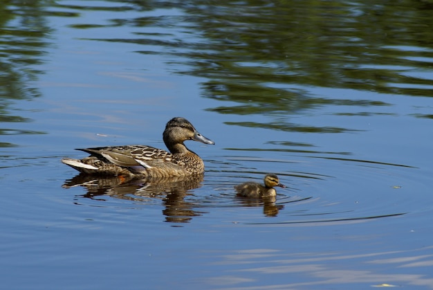 Duck`s family