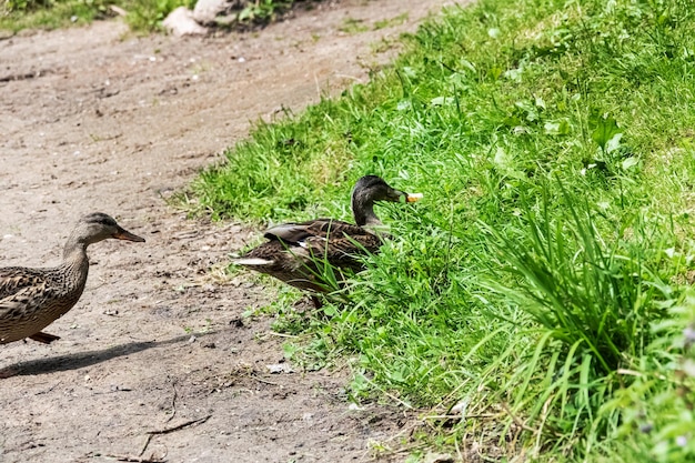 Duck on the sandy river bank close up