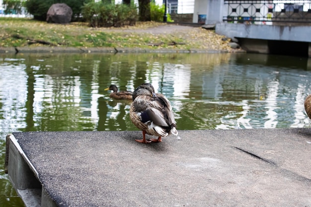 Duck on shore of reservoir in summer