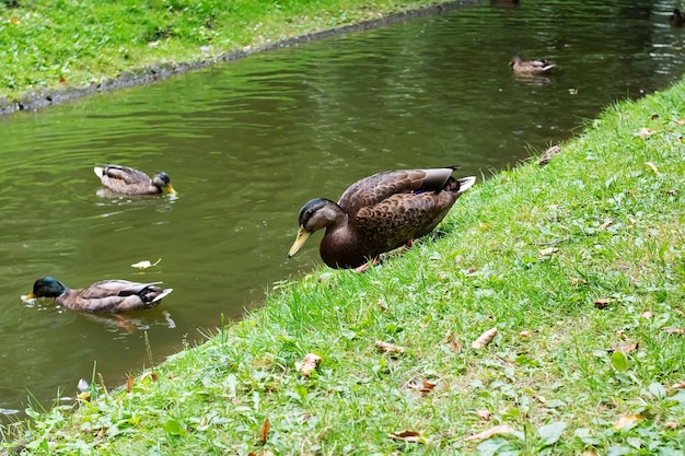 Duck on shore of reservoir in summer