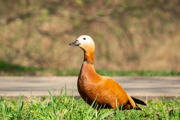 Duck on the shore