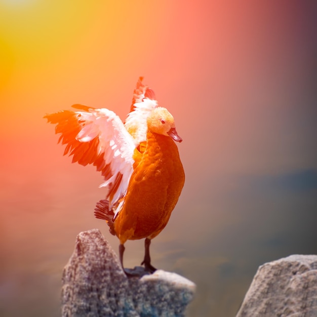 A duck sits on stones under the rays of the sun which spreads its wings and waves them