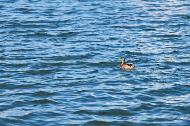 Duck swimming in city lake