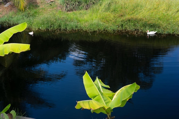 Duck swimming in the dark river on a winter day Wild nature