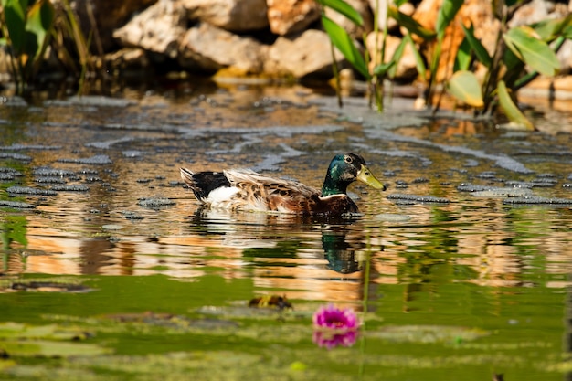 Duck swimming in a lake with plants