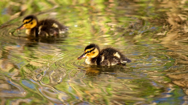 Photo duck swimming in a lake