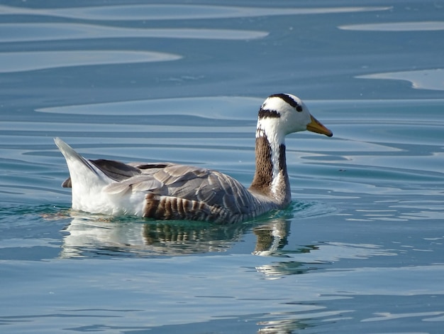 Duck swimming in lake