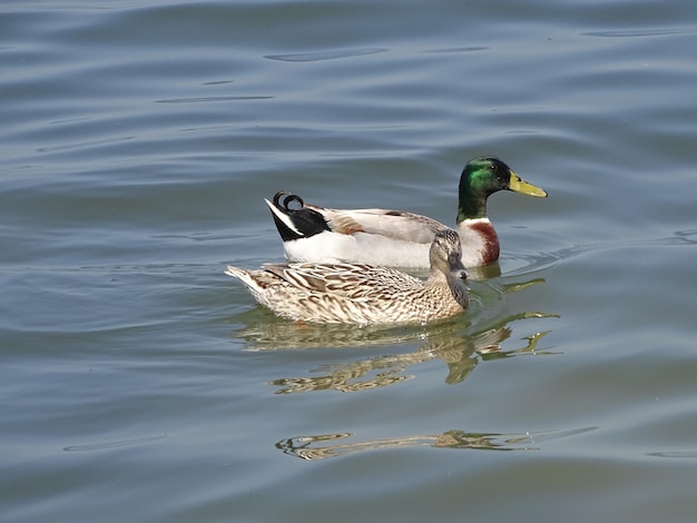 Duck swimming in a lake