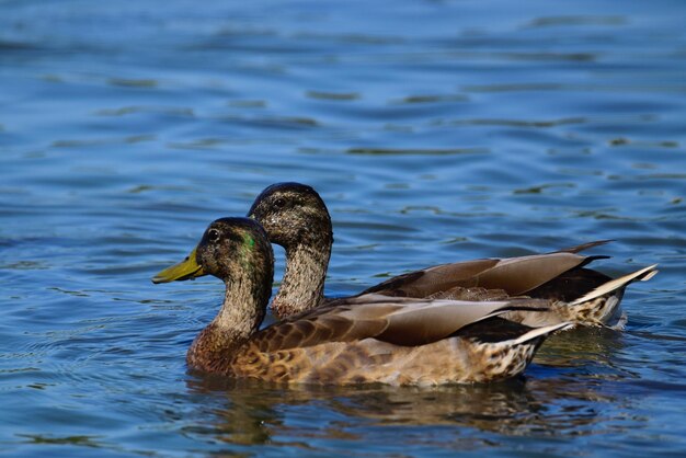 Duck swimming in lake