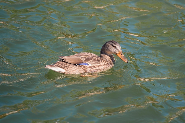 Duck swimming in the pond of a park