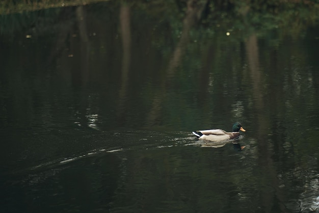 Duck swimming in the pond Portrait of a water bird