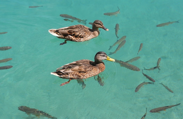 duck swimming in the pond