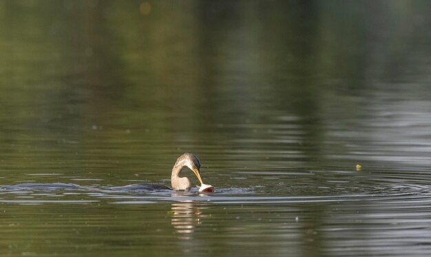 Photo a duck swimming in the water with its head above the water