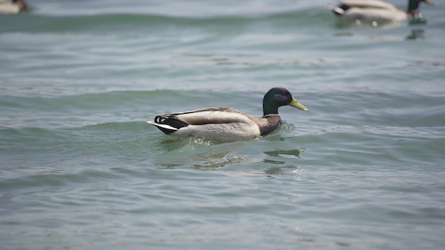 The duck swims quickly on the lake in close-up. Wildlife. 4K UHD