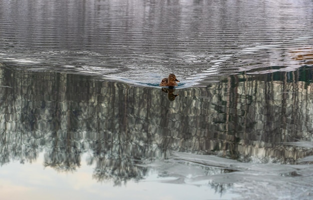 A duck swims swiftly through the water in a freezing pond on a winter day