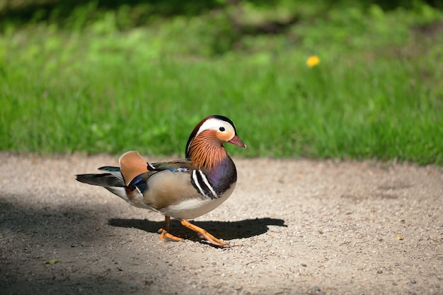 Duck walking along the road in the park