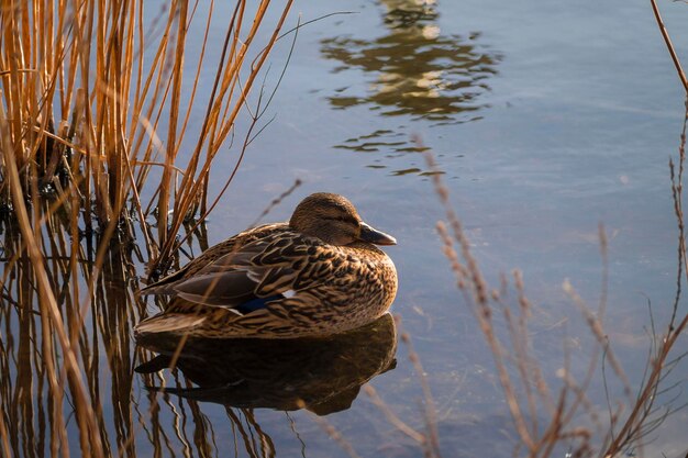 Duck in water