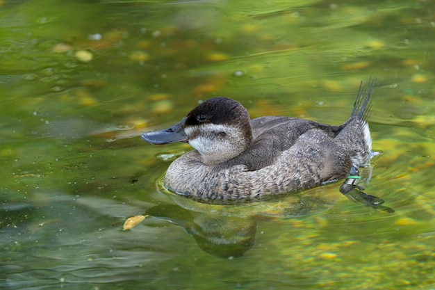 A duck in the water