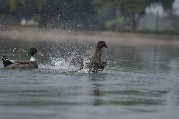 Photo duck in water