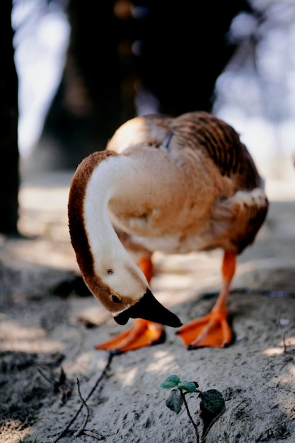 A duck with a black beak is looking down at the ground.