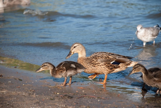 Duck with ducklings on shore