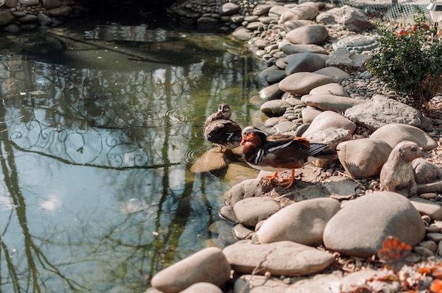 A duck with a green head and feathers went to a pebble beach near a pond in a special pond at the zoo for waterfowl.