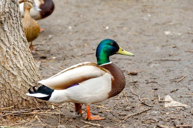 Photo a duck with a green head and green feathers walks on the ground.