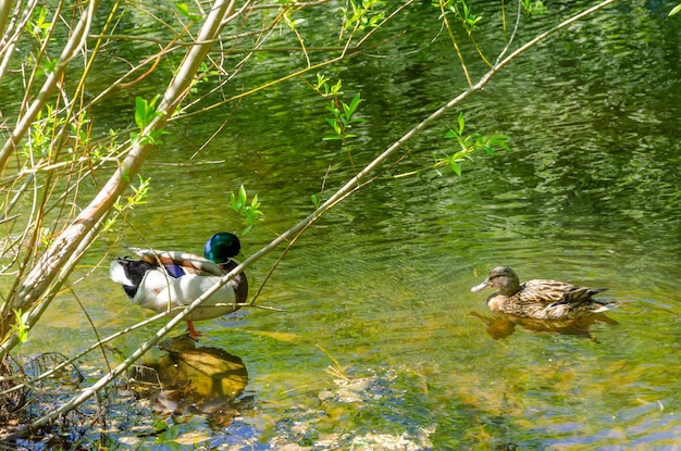 Photo a duck with a green head is swimming in the water.