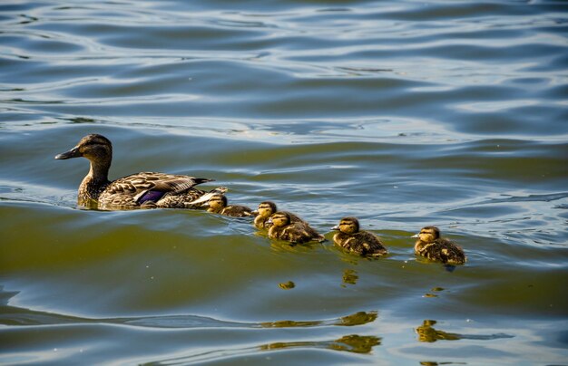 Photo a duck with her ducklings on the water