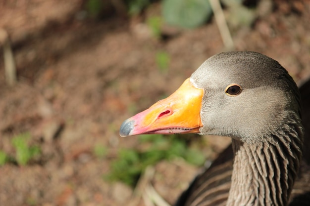 Photo a duck with an orange beak that has a black eye