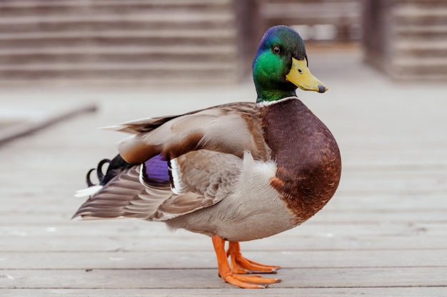 A duck with a purple head and green feathers stands on a wooden deck.