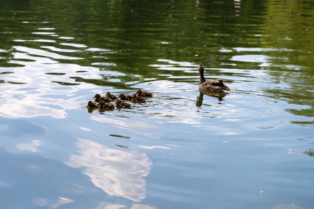 Photo duck with small ducklings swims in the pond