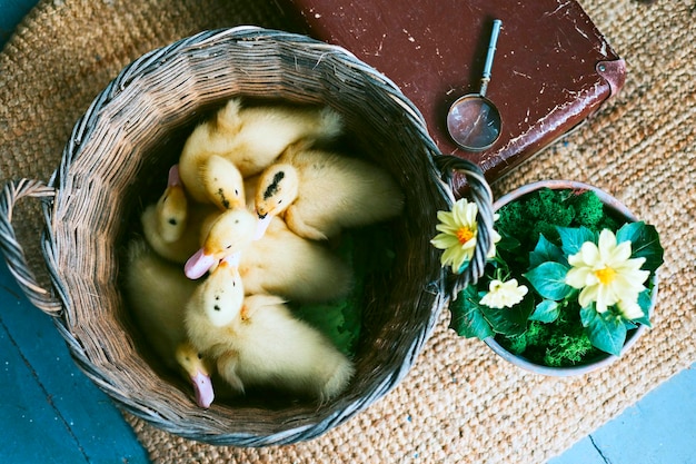 Duckling bathing in basket on veranda of a country house summer vibes concept