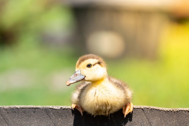 Duckling on the grass