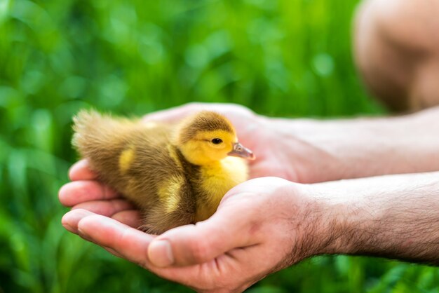 Duckling held in hands