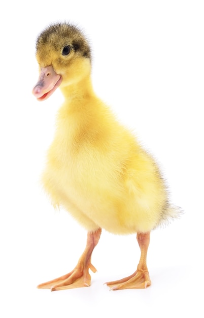 Duckling who are represented on a white background