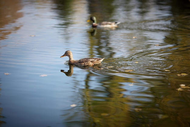 Ducks are swimming on lake