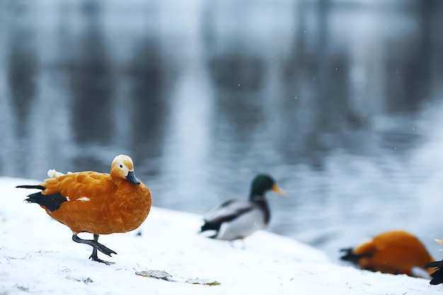 Ducks are walking by the stream