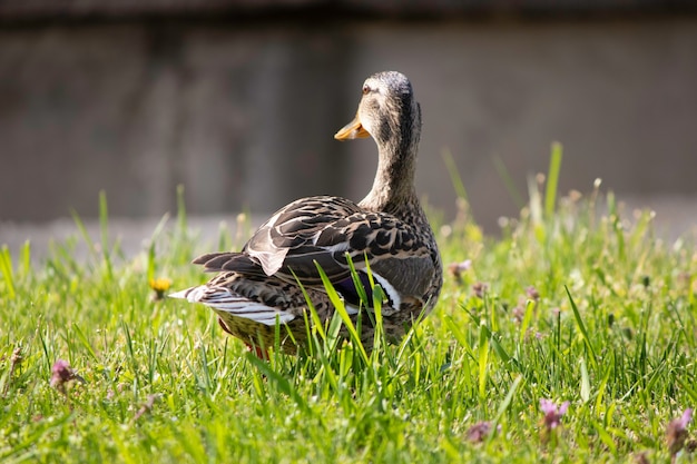 ducks bask in the sun on a green lawn in spring the first warm sun for ducks