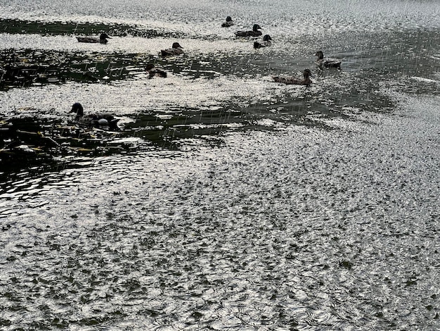 Ducks floating on the lake during the rain