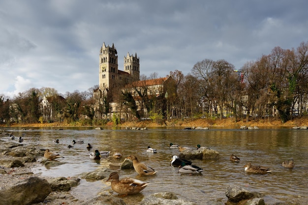 Photo ducks in front of st maximilian roman catholic parish church at isar river