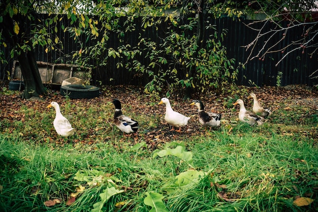 Ducks on the grass and autumn leaves