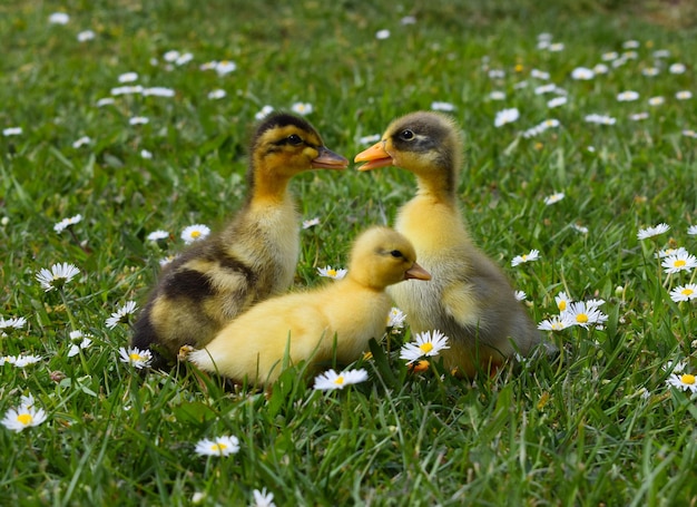 Photo ducks on grassy field