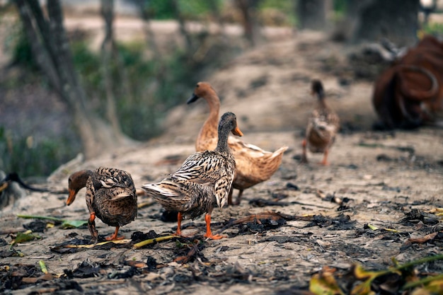 Ducks on the ground