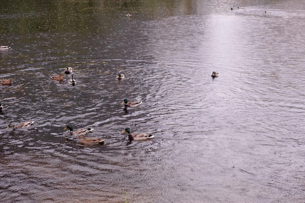 Ducks in the lake during the rain Raindrops on the pond